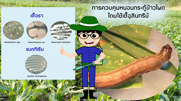 เชื้อจุลินทรีย์ควบคุม 